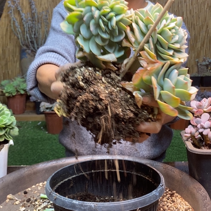 上***）270号白凤多肉植物