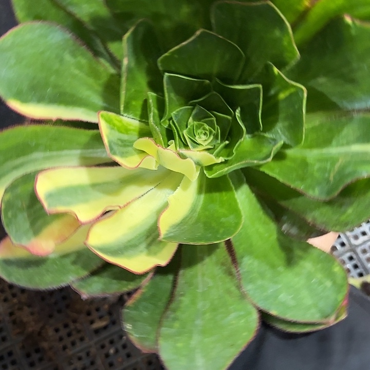 多肉植物福利968