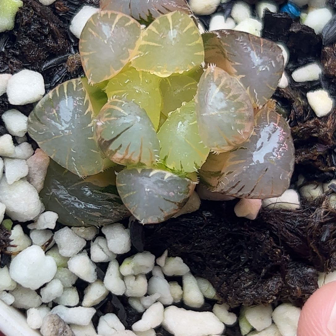 糊斑北极星十二卷