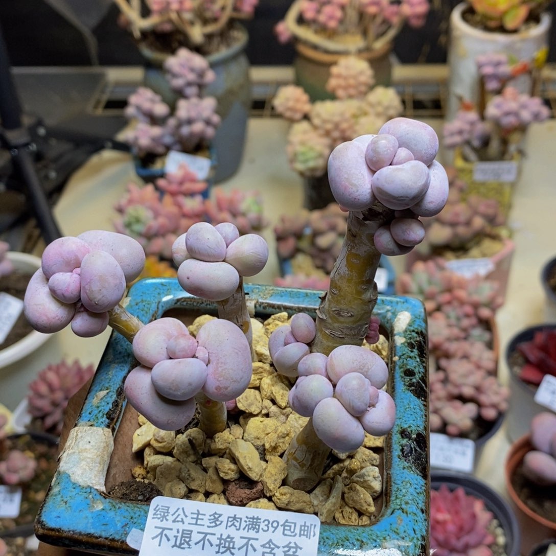 173芭比奶多肉7c m