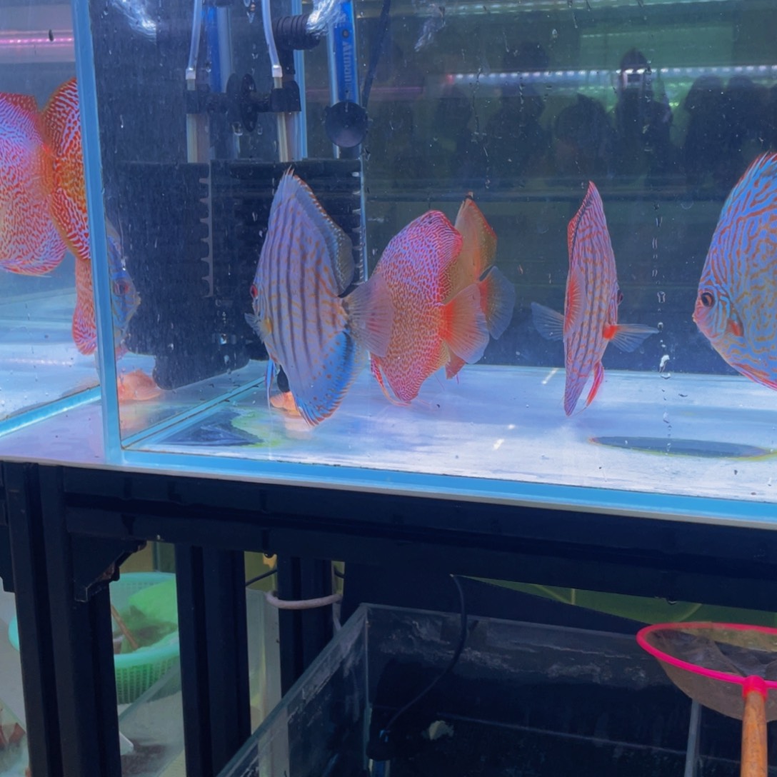 神仙鱼颓***然松点F1