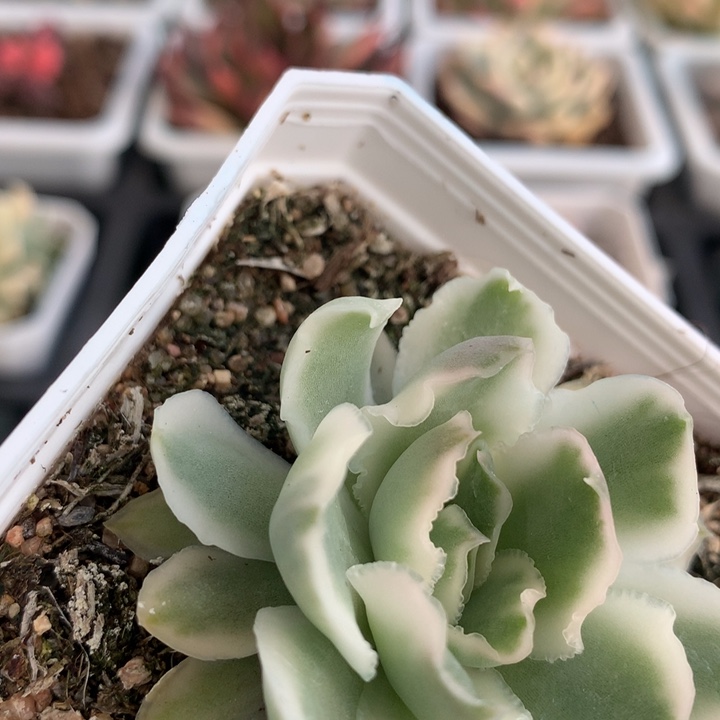 紫蝴蝶，经典多肉
