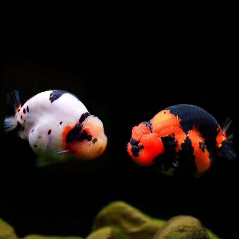 两小子直播间选鱼浩克体精品大亚成玛丽泰狮百褶将军和兰寿