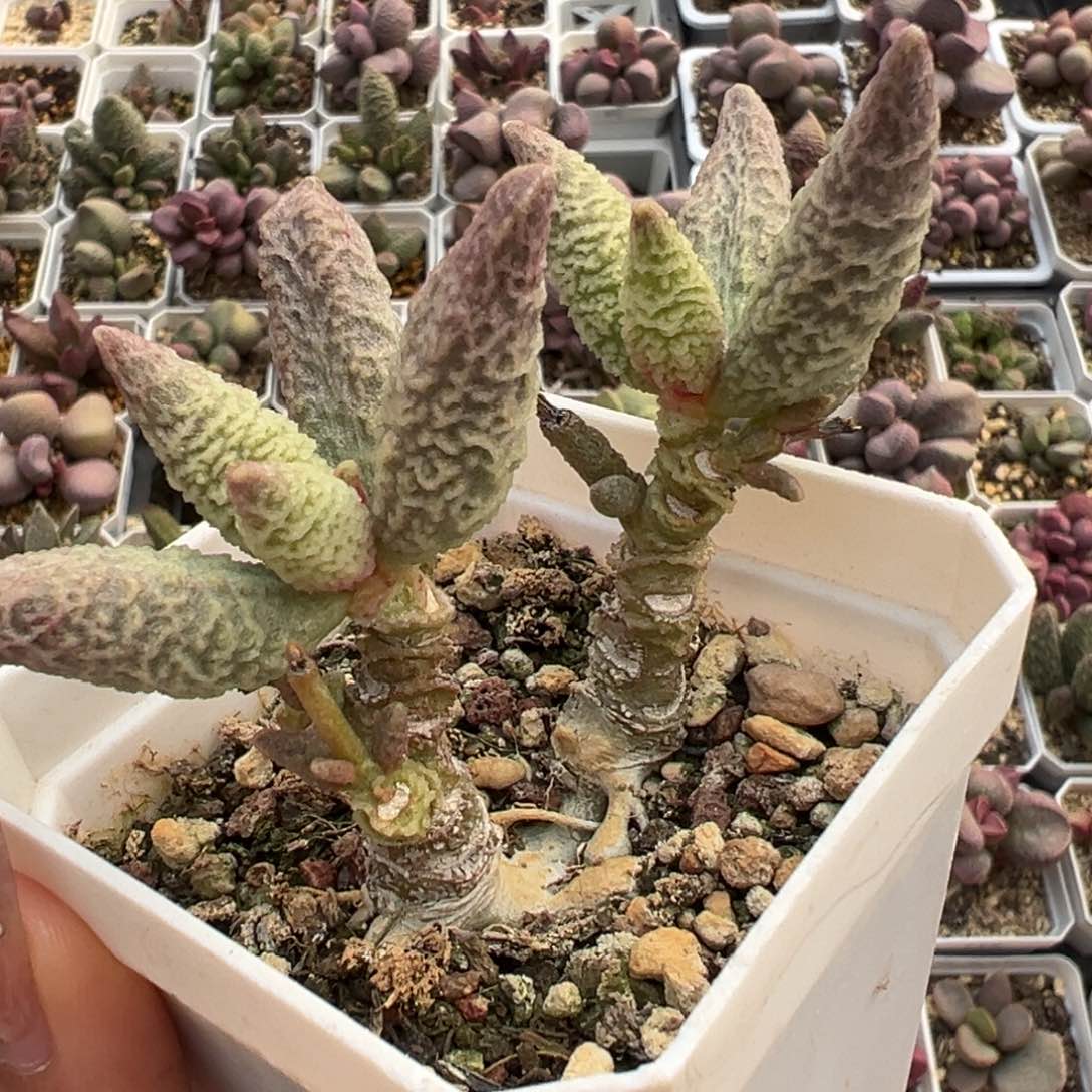特价融化冰激凌双头纯木质桩多肉