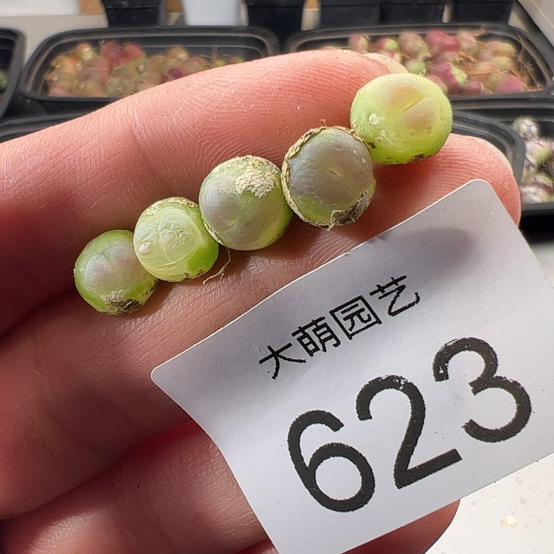 一物一拍。        623