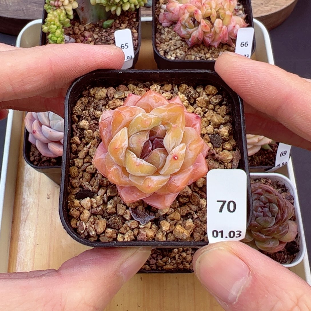 好好看70、哈哈哈哈