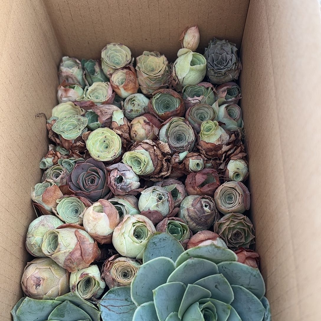 糖糖023 山地玫瑰瑕疵清货 大箱 