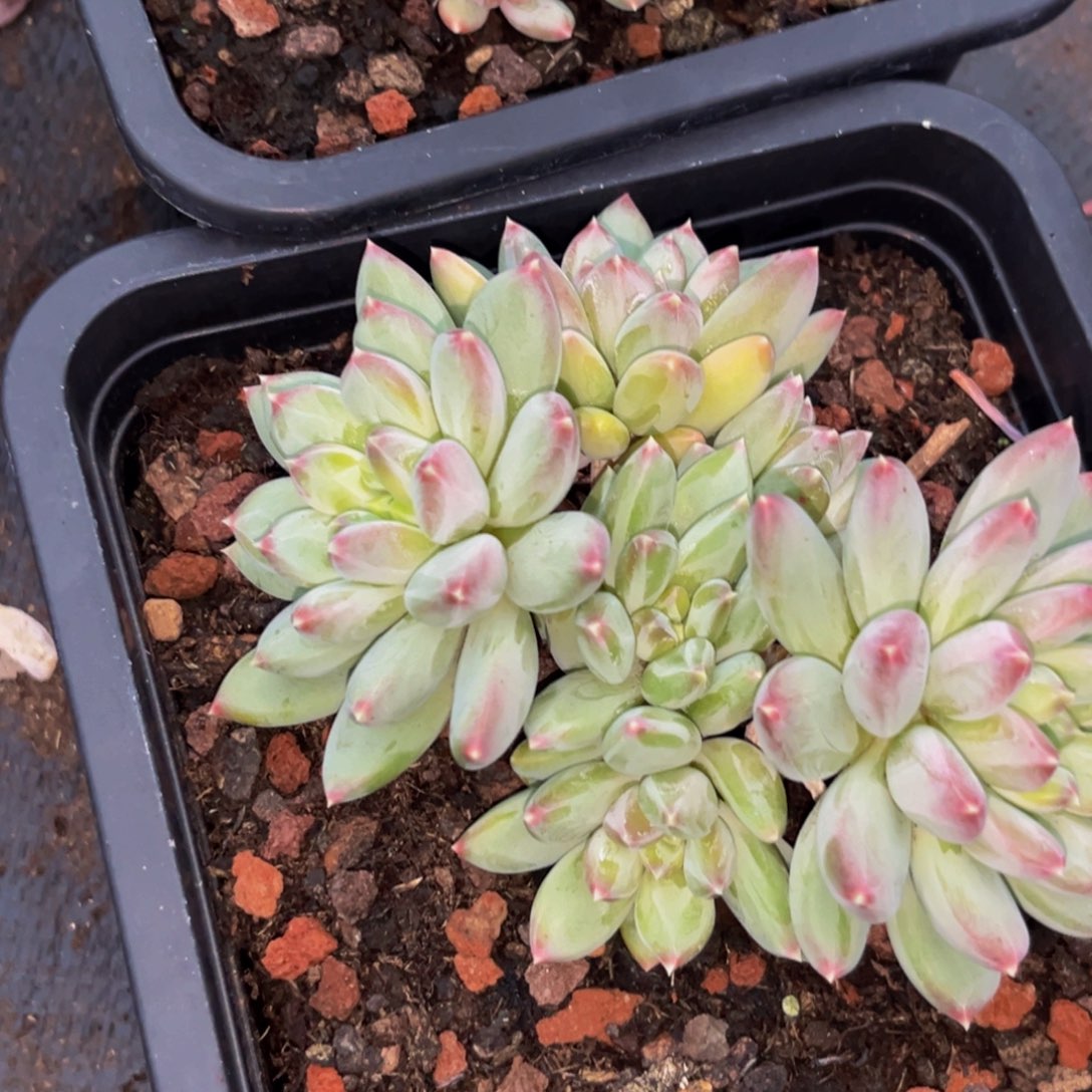 有***西下午多肉植物群生充值