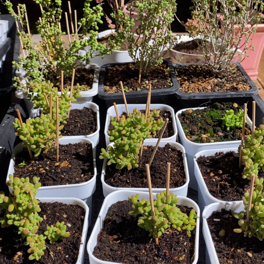 枝干番杏多肉植物096