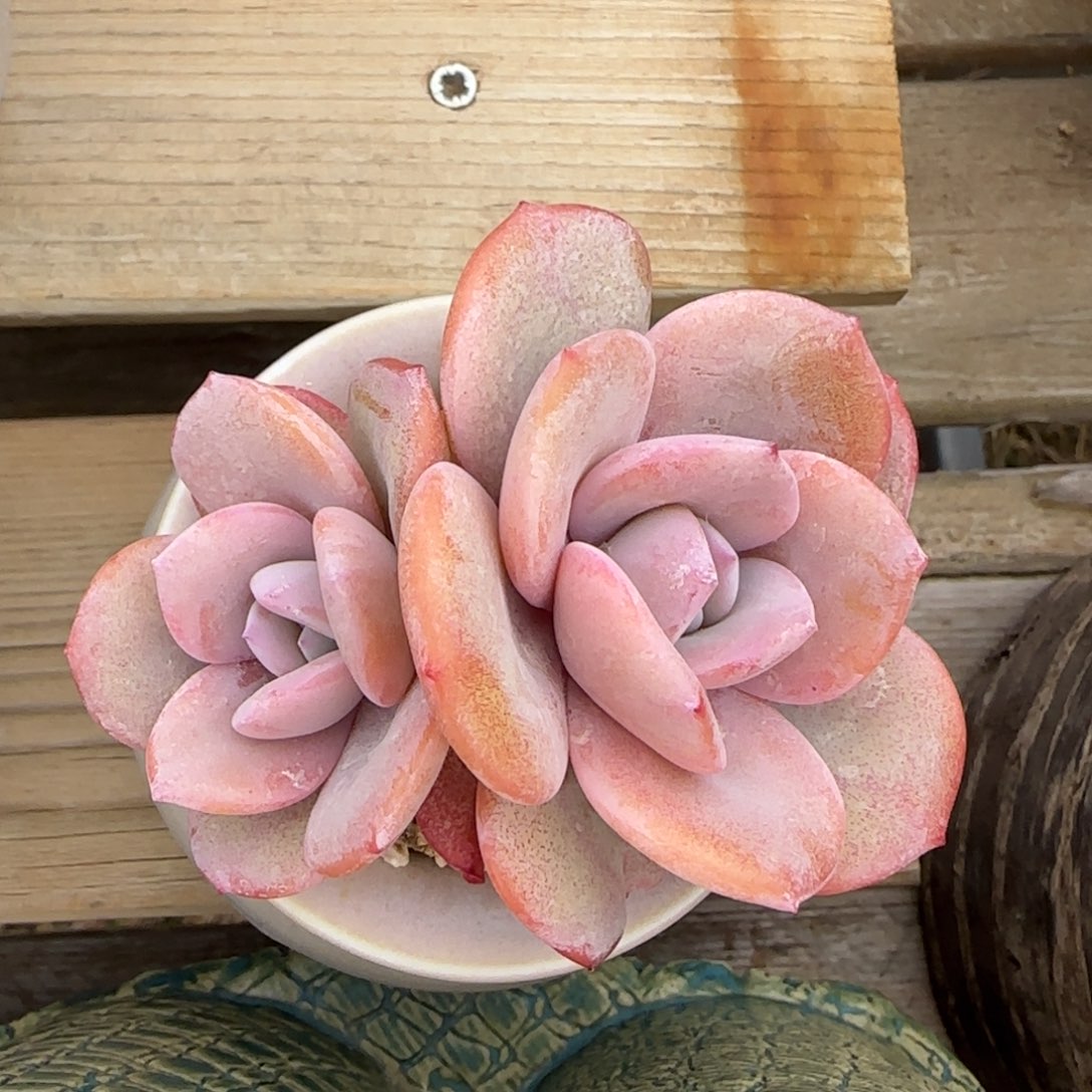 叶植庭多肉：奶茶