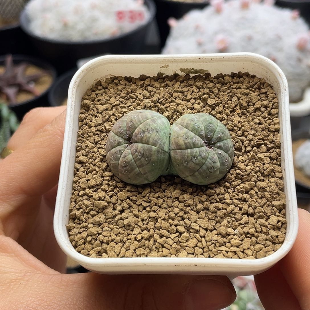 实生双头大眼睛布纹球仙人球