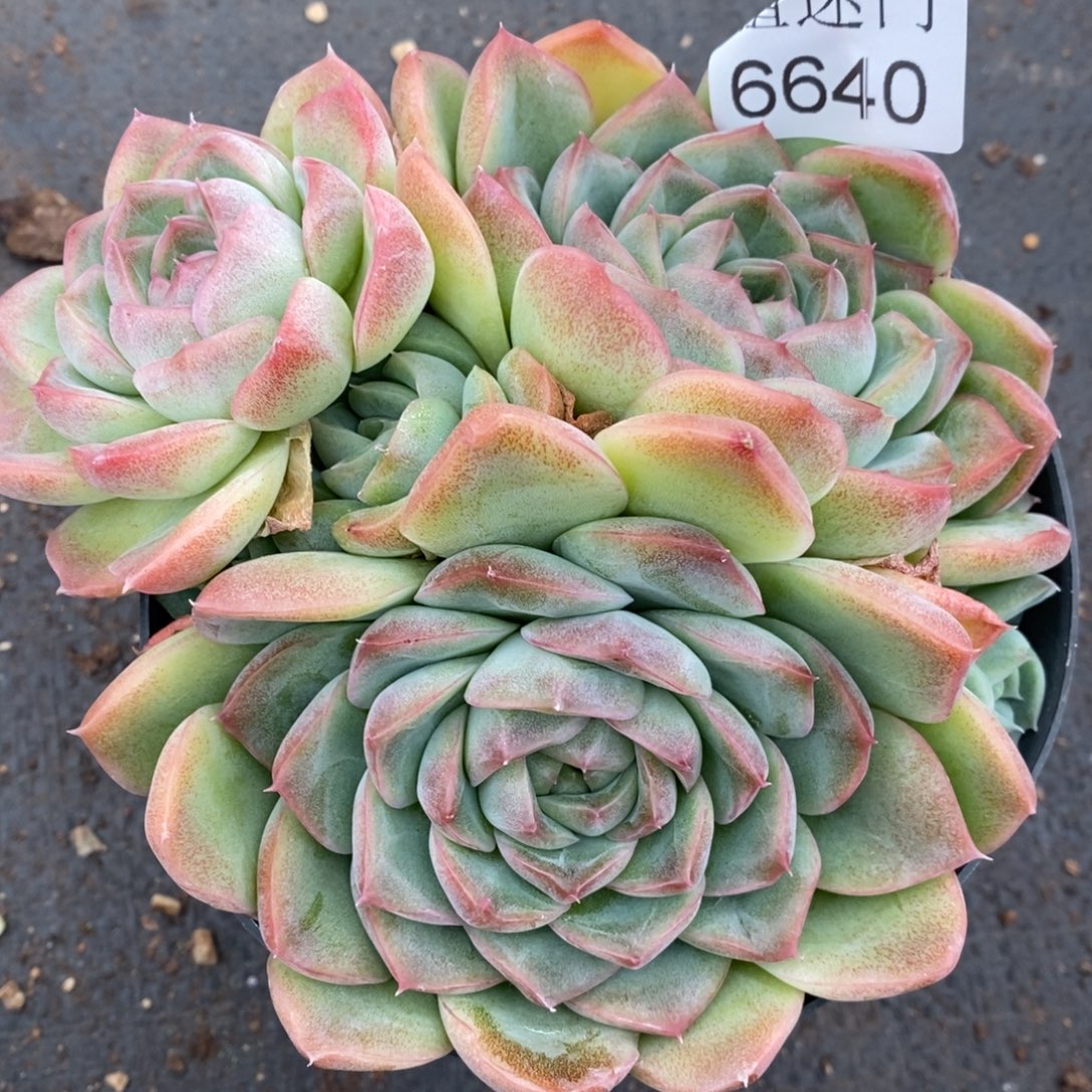 杂交精品多肉6640~12厘米