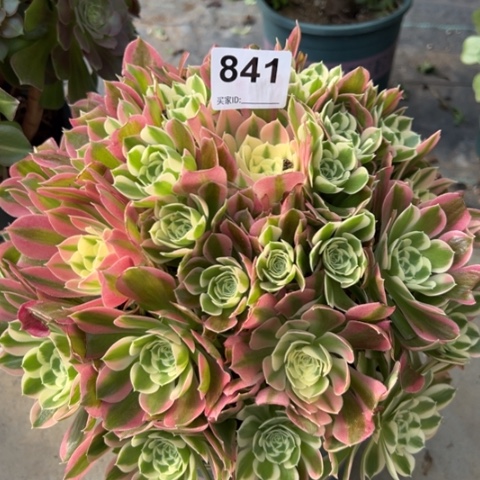 841白凤30厘米左右