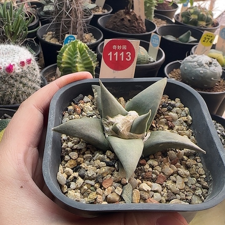 实生龙牙牡丹7.7cm