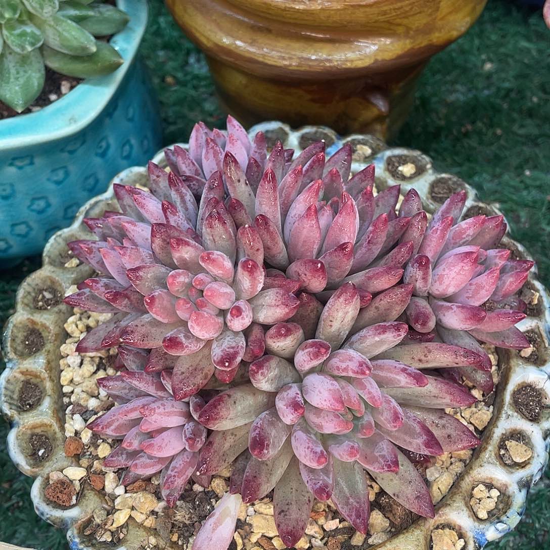 车厘子一物一拍28包邮非偏远