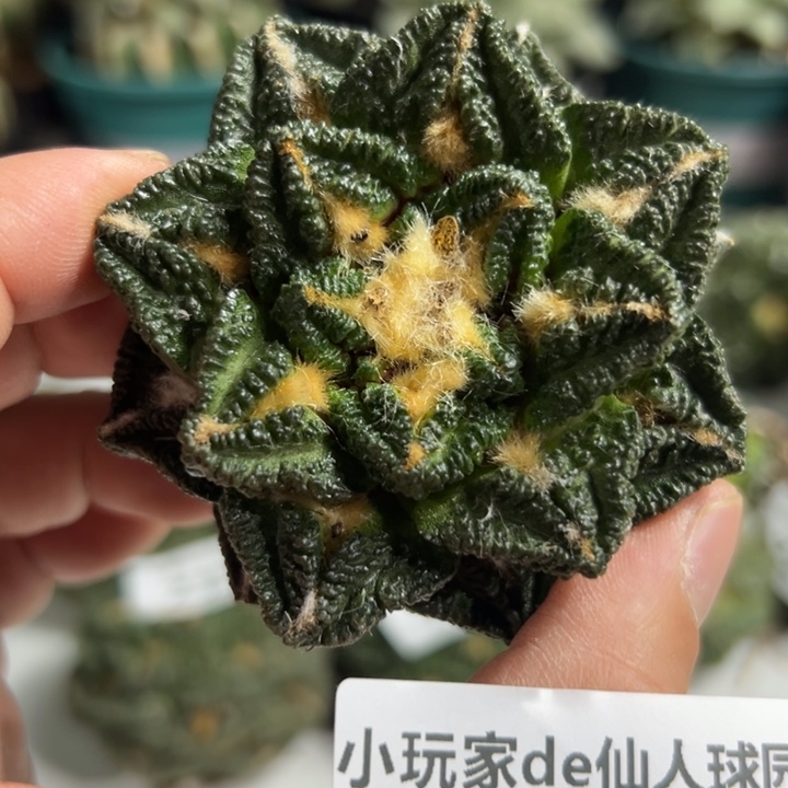 235可节后发货 也可帮发根