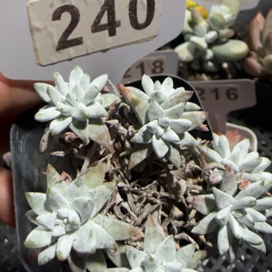 240白菊一物一拍多肉