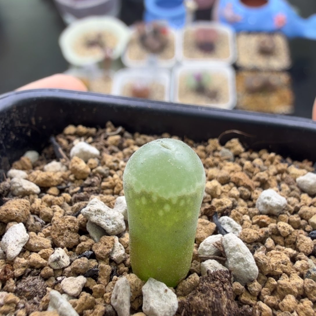 绿安格 wtt 12-5-L14 