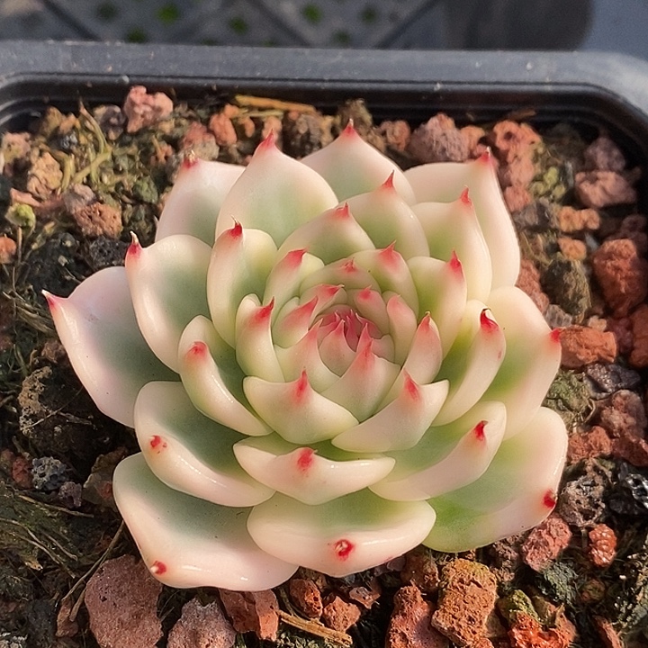 吉娃娃锦完美白腹轮