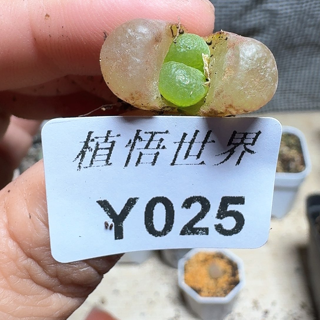 025号多肉植物哇c g