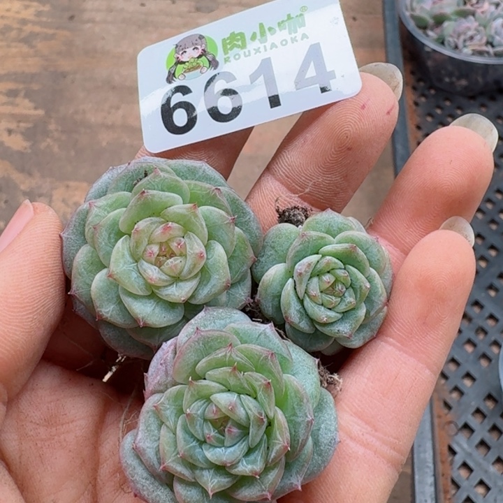 多肉植物多肉植物