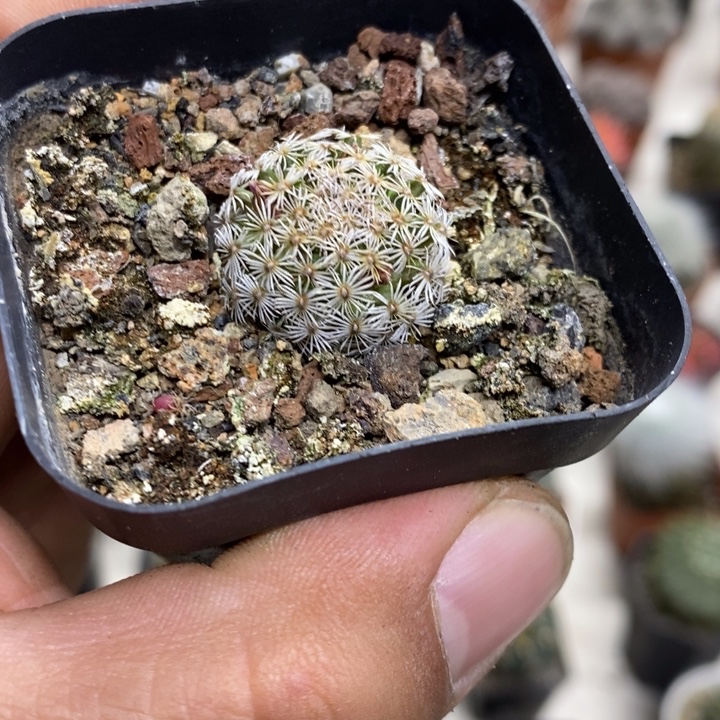 实生克氏丸特价福利