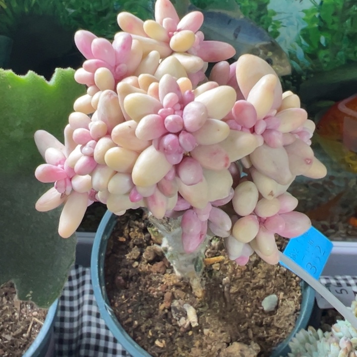 手指锦多肉植物覆轮锦多肉植物