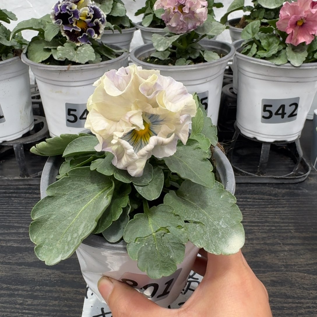 全部花朵801号木村