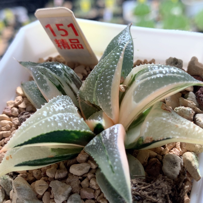 【闪购商品】151芭提雅白凤