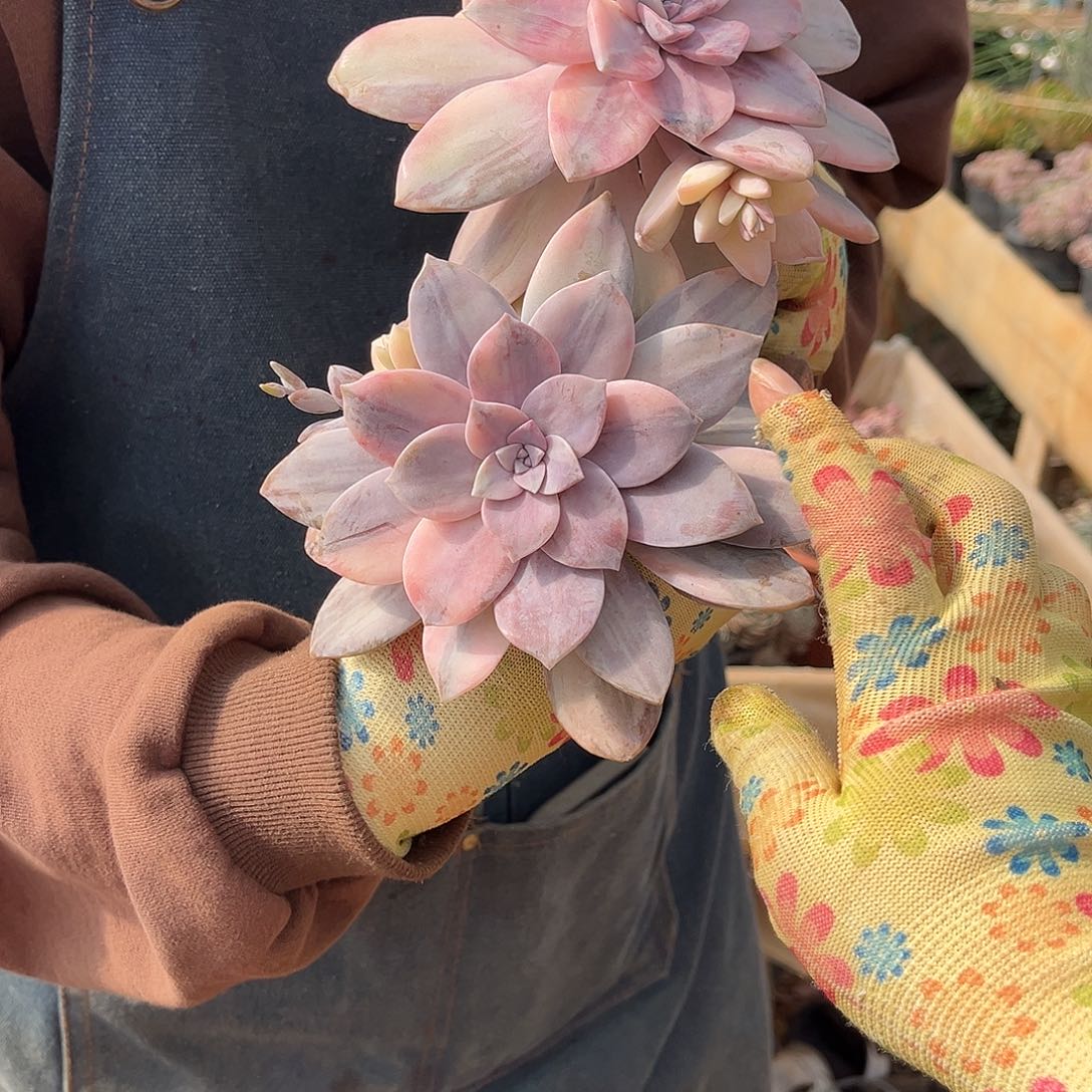 陈*多肉植物风车景70