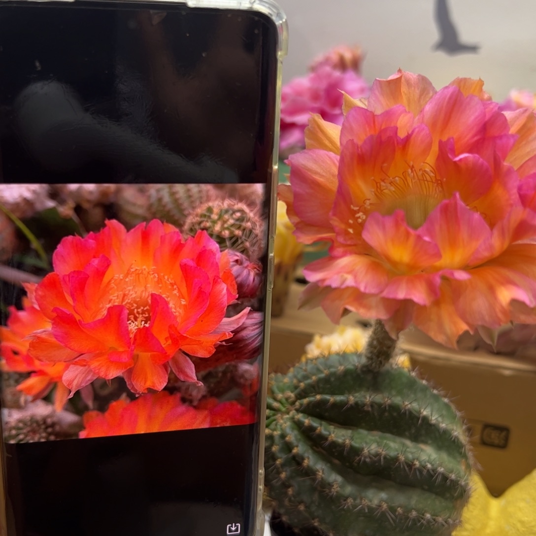群魔乱舞大侧芽20