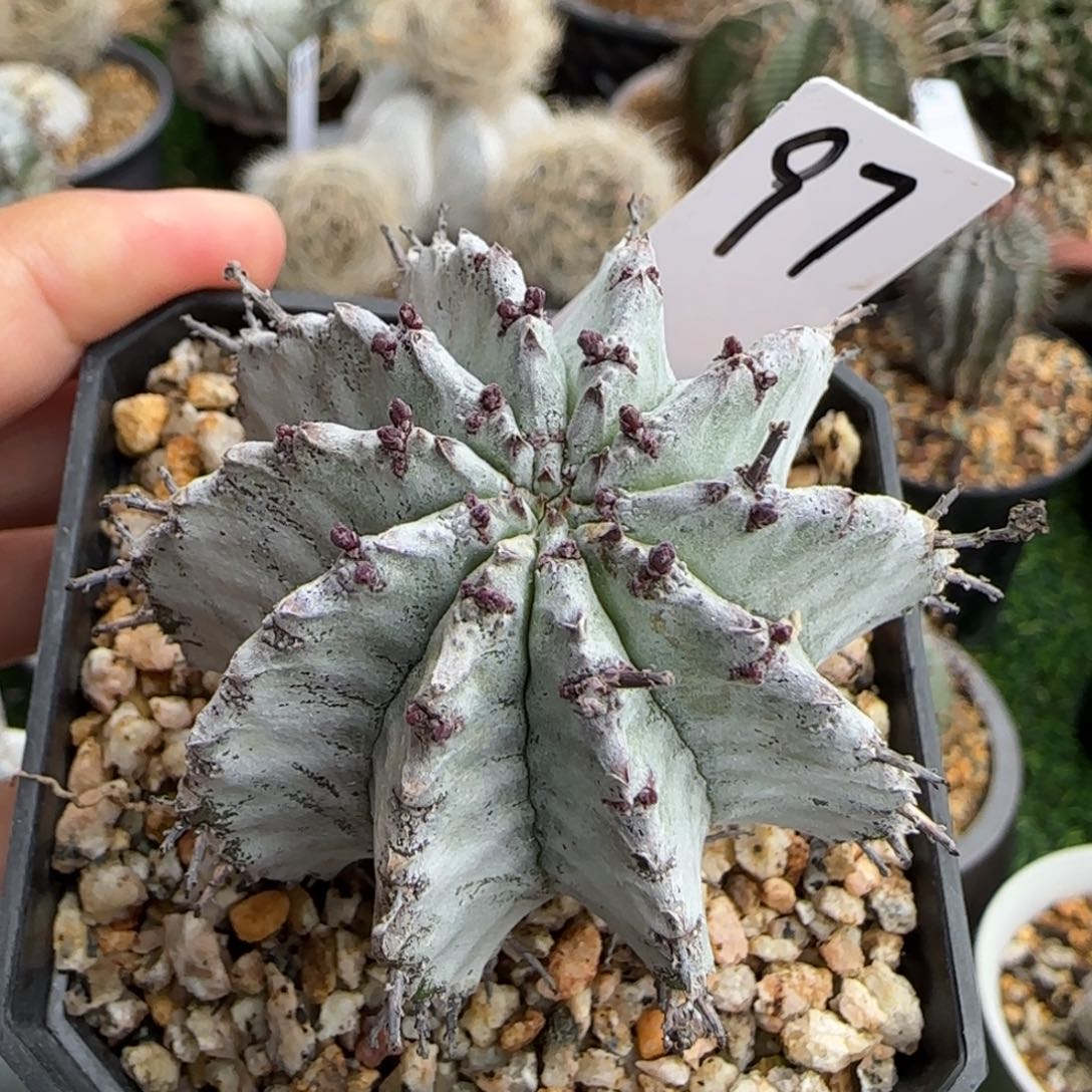 97脱土发 白衣魁伟玉