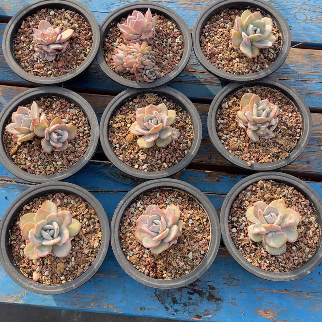 奶茶瑕疵九个一组介意勿拍180