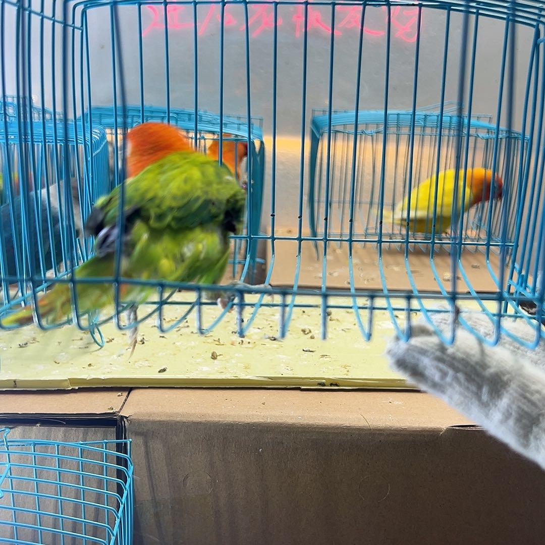 桃脸牡丹鹦鹉牡丹绿金丝