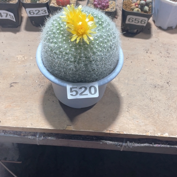 520超大黄花白雪光