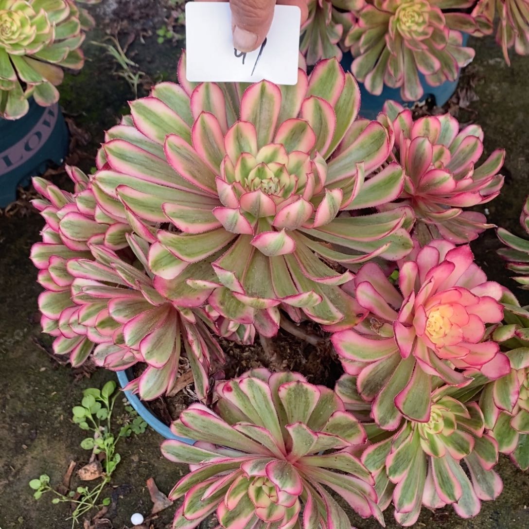不开花植物617号白月光多肉1颗多肉