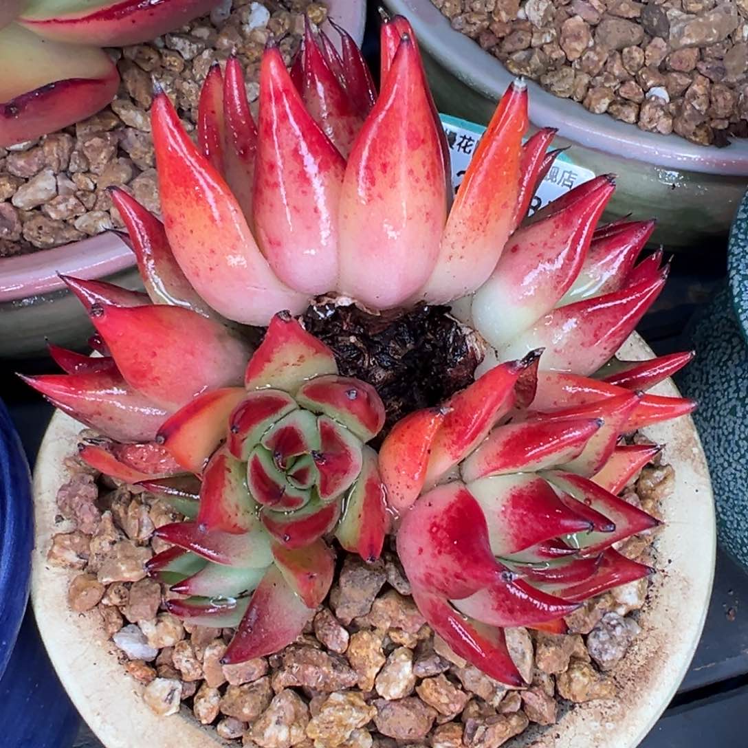 从前慢多肉精选编号0216.359