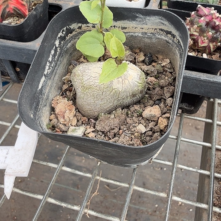 笙***5白皮象足单头4仙人球