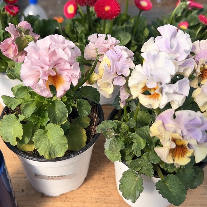 红陶抖音直播闪拍31