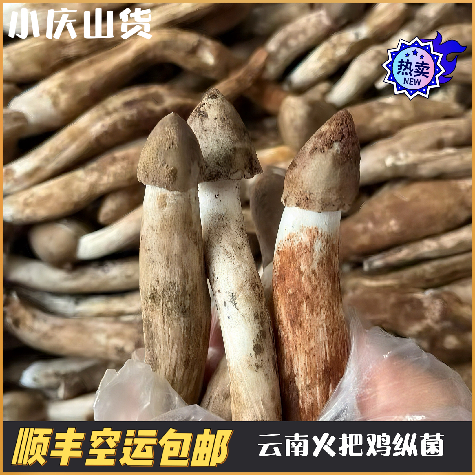 云南新鲜火把鸡枞菌