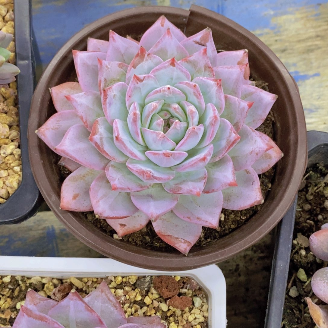 开心多肉，一单包邮