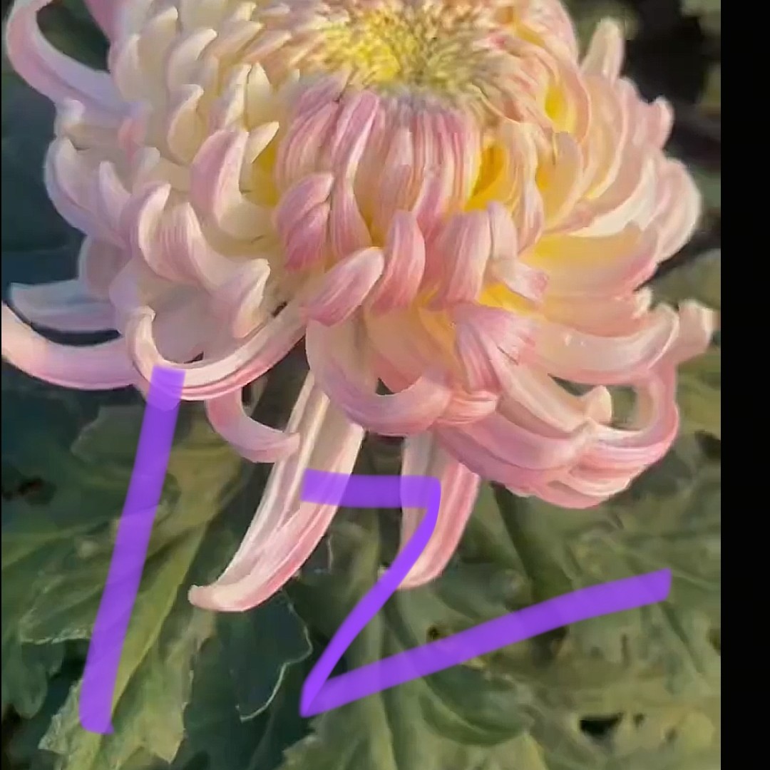 一物一拍128. 8手机后四位原盆原土