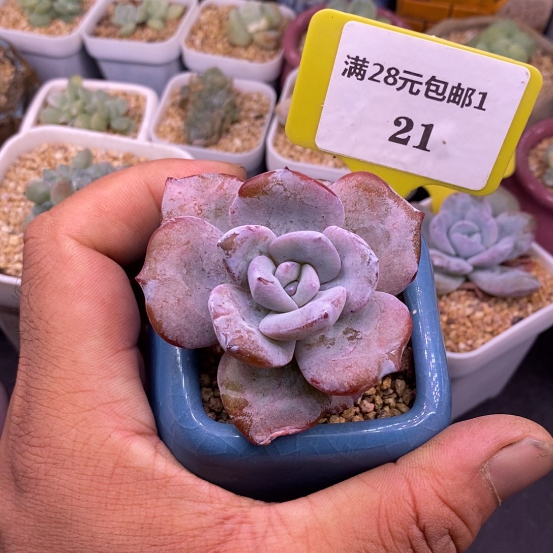 121韩版奶茶单头老桩