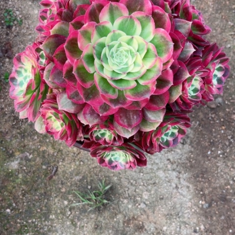 多肉植物玉资锦，