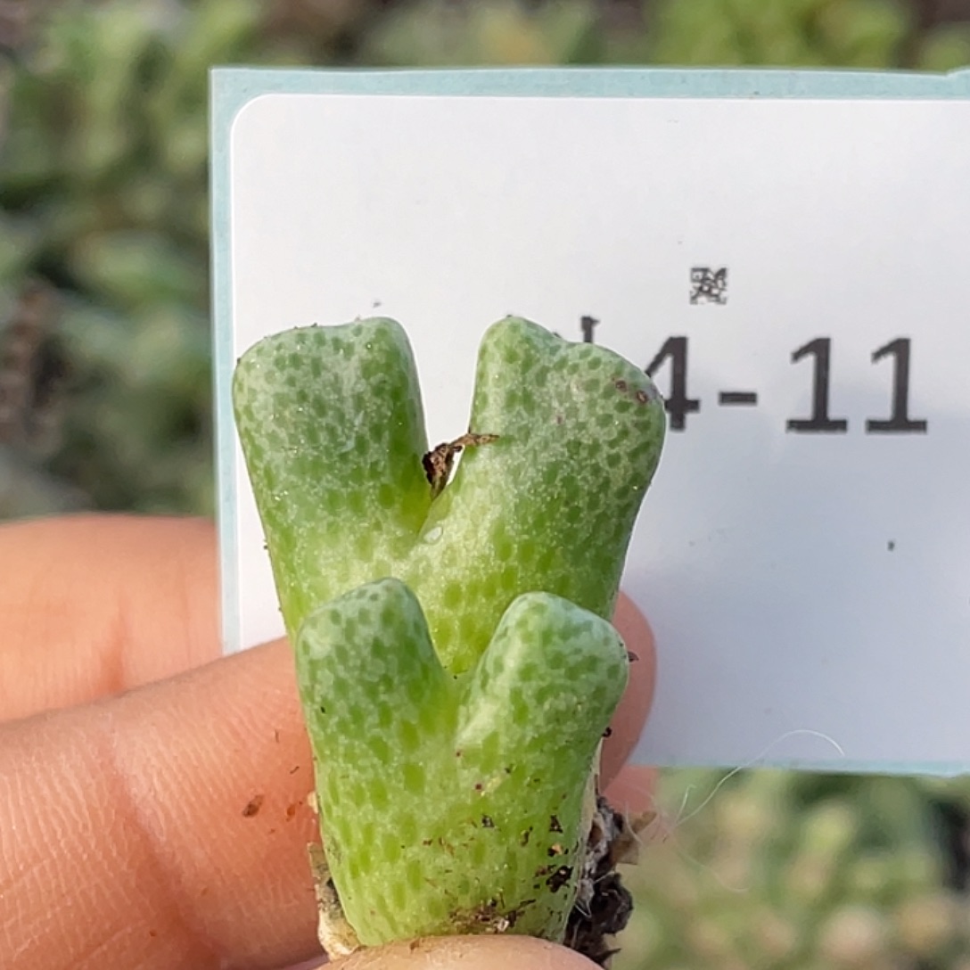 4-11鹿角斑马肉锥