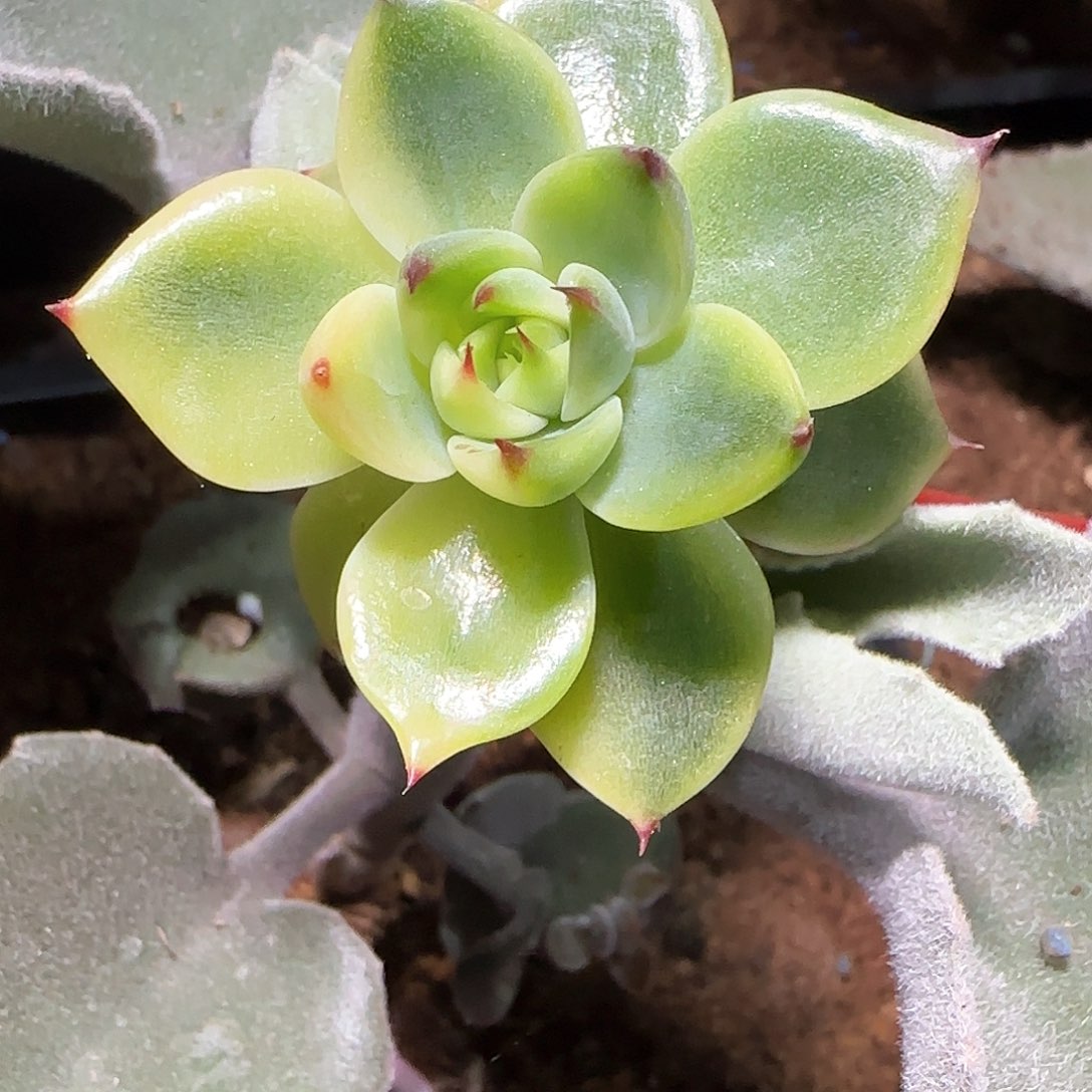 蓝龙锦，多肉植物锦