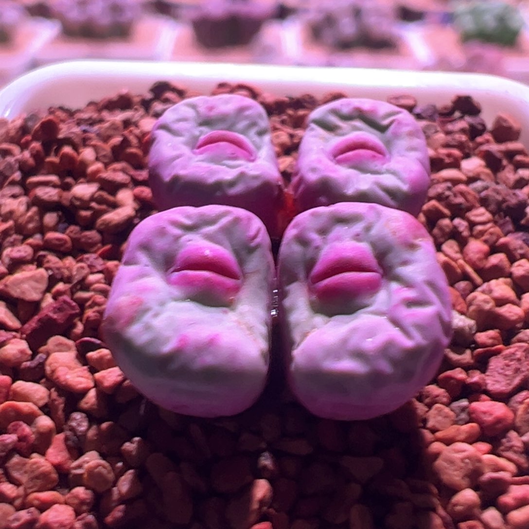 0783，0094小红嘴，肉锥植物