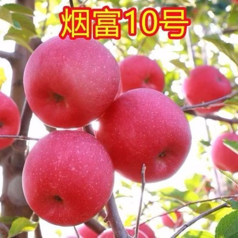 嫁接烟富10苹果  烟富8苹果树苗 耐寒耐旱南方北方大面积种植树苗