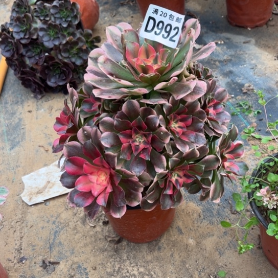 992香妃法师不包断枝