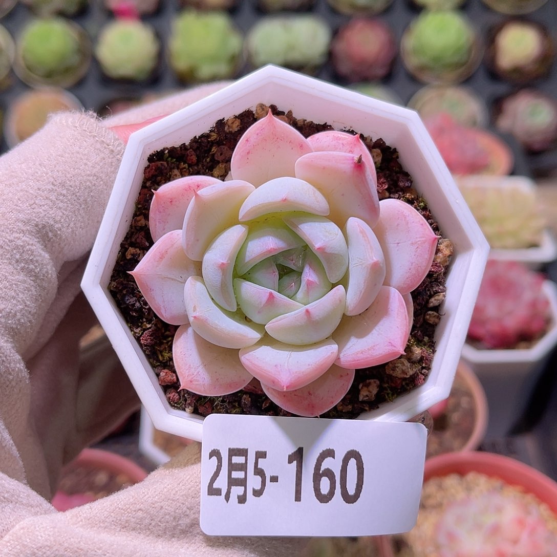 花利美5-160精选糖心